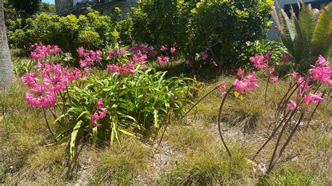 Jersey Lily Amaryllis Belladonna Lily Naked Lady At Tonga Park Santa