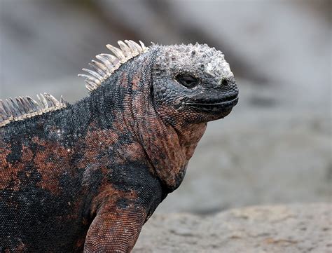 Marine Iguana Amblyrhynchus Cristatus Opens Its Eyes Fo Flickr