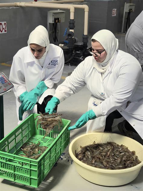 KUNA : KISR marks fourth year of shrimp harvest boosting food security