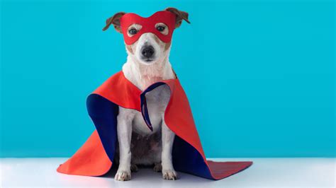 The Best Halloween Costumes for Dogs - PetSpot