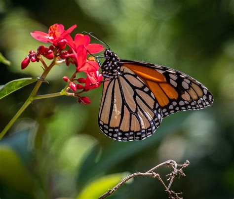 Butterfly Flower Wildlife Free Photo On Pixabay Pixabay