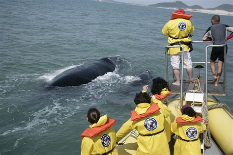 Começa a temporada das baleias francas na Praia do Rosa em Santa Catarina