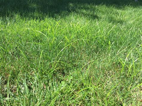 How To Get Rid Of Nutsedge In Your Maryland Lawn