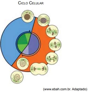 Questão O esquema a seguir ilustra um ciclo celular no qual a célula ...