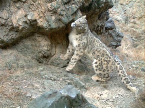 Snow Leopards Endangered