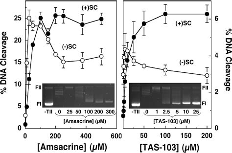 Figure 5 From The Geometry Of DNA Supercoils Modulates Topoisomerase