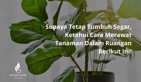 Supaya Tetap Tumbuh Segar Ketahui Cara Merawat Tanaman Dalam Ruangan