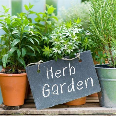 What Herbs Should I Plant In My Garden Eight Useful Ones To Grow Backyard Herb Garden Herb