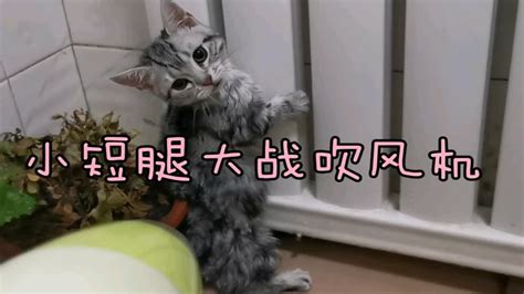 小奶猫喵生第一次洗澡，居然跟吹风机搏斗，萌出血啦！ Youtube