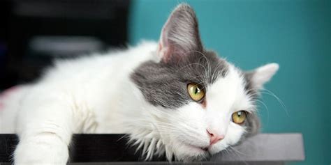 kucing muntah cacing inilah penyebab  mengobatinya pintarpet