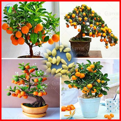 HOT 20PCS Bonsai Orange Tree Seeds Organic Fruit Tree Seeds | Cultivo de árboles frutales ...