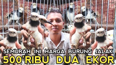 BANJIR JENIS BURUNG JALAK SAMPE BERANI DIJUAL MURAH DI KIOS LANGGENG