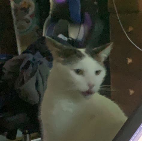 Surprised Cat Blank Template - Imgflip