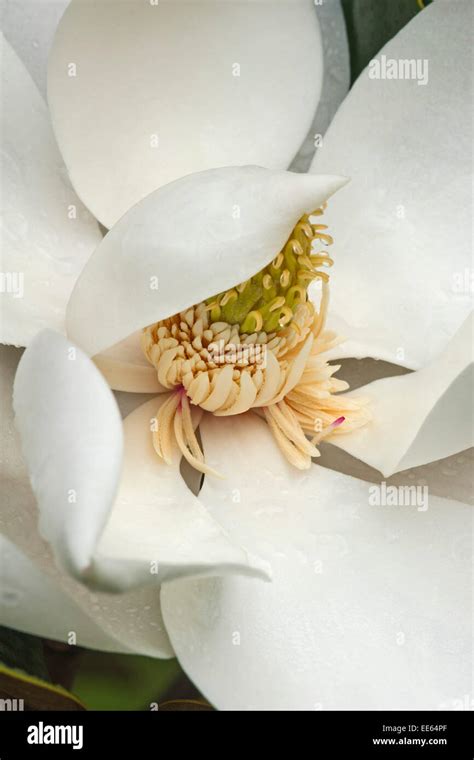 Southern Magnolia Magnolia Grandiflora Stock Photo Alamy