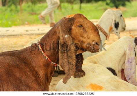 Close Barbari Goat Eating Grass Farm Stock Photo 2208237225 Shutterstock