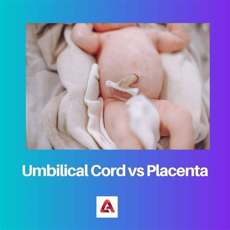 The Umbilical Cord Vs Placenta Difference And Comparison