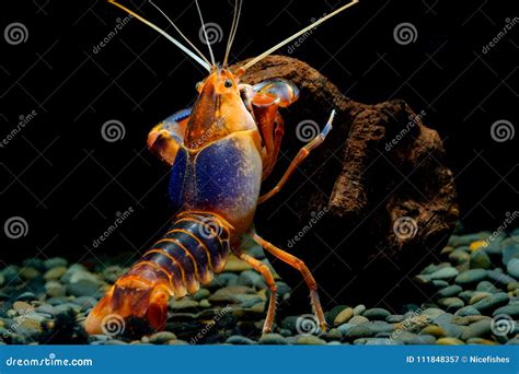 Shrimp Lobster Cherax Yabby Crayfish Destructor Volcano Stock Image ...