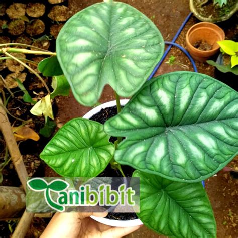 Jual Tanaman Hias Alocasia Dragon Scale Keladi Tengkorak Kota Bogor