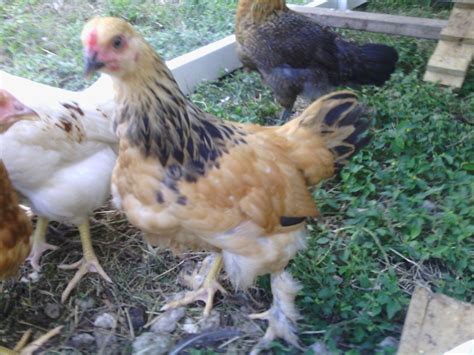 Week Old Buff Brahma Sex BackYard Chickens Learn How To Raise Chickens