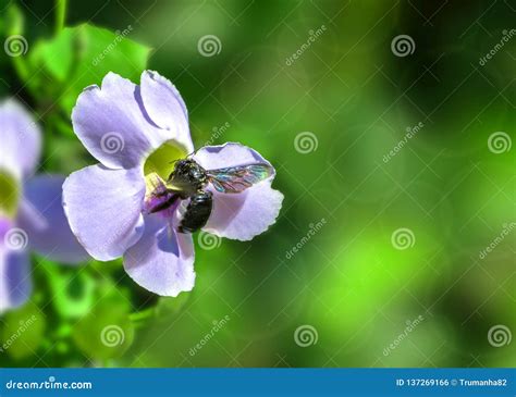 A Honey Bee On A Blue Trumpet Vine Flower In Blurred Green Background