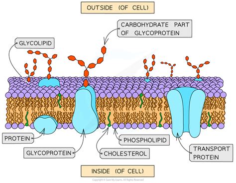 The Fluid Mosaic Model | CIE AS Biology Revision Notes 2025