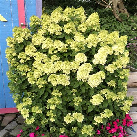 Hydrangea LITTLE LIME - Buy Hydrangea Hardy Shrubs Online