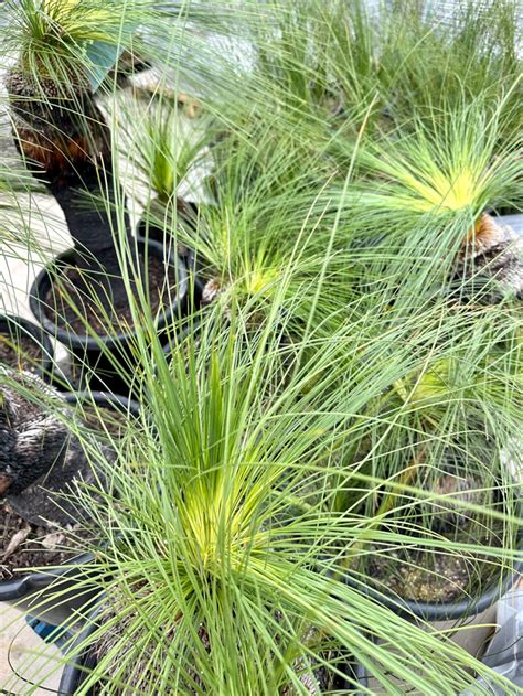 Xanthorrhoea Johnsonii Grass Tree Echuca Moama Plant Farm