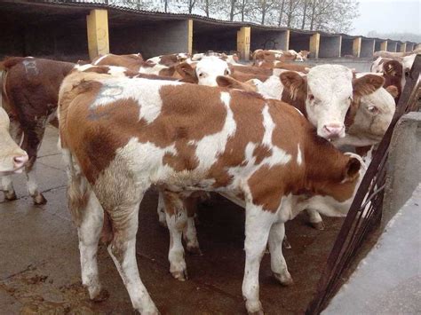 肉牛常用飼料的調製 壹讀