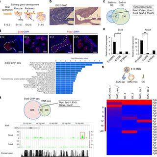 Orthotopic Transplantation Of Induced Salivary Glands A Schematic