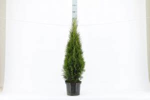 Thuja Smaragd Kruka Cm Scandiaplants