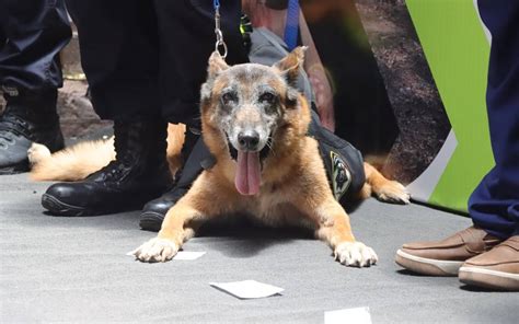 Jubilan A Elementos Caninos De La Secretar A De Seguridad Y Protecci N