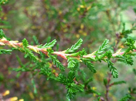 Photographs of Calluna Vulgaris, UK Wildflowers; Upper stem leaves