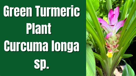 Green Turmeric Plant Curcuma Longa Sp Youtube