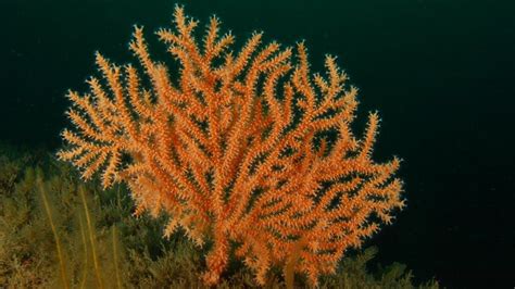 Coral may spread north, University of Exeter study finds - BBC News