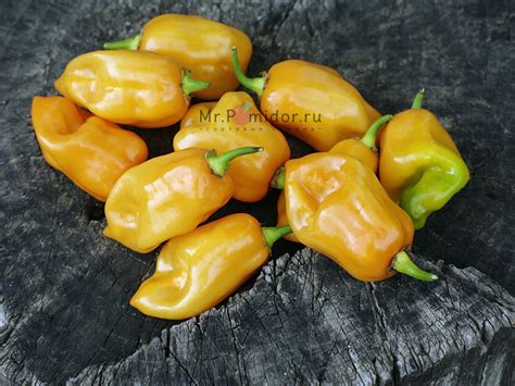 Острый перец Papa Joe's Scotch Bonnet - Сортовые семена Mr.Pomidor