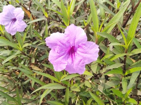 lavender flower petals growing in the garden 10217905 Stock Photo at ...