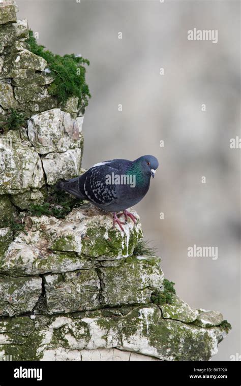 Rock Dove Columba Livia Perched On Cliff Face Bempton Cliffs Yorkshire