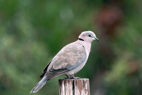 Ringneck Dove Know Everything About Them Pets Nurturing