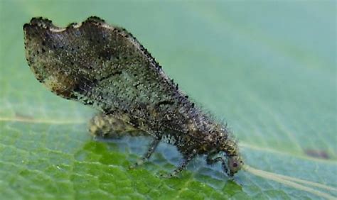 Beaded Lacewing Lomamyia Bugguidenet