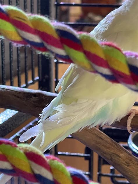 My Parakeets Have Frayed Feathers One Has The Tail Feather Frayed And