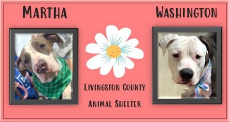 Livingston County Animal Shelter Adoption of the Week: Martha ...