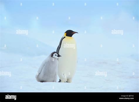 Emperor Penguin Aptenodytes Forsteri Adult Walking With Chick Antarctica Snow Hill Island