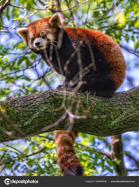 Red Panda Tree Its Tongue Sticking Out — Stock Photo © MW3Photography