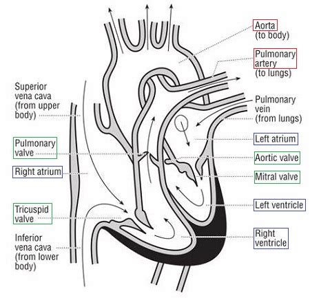 Draw a heart and label: a. both sets of valves and chambers of the ...