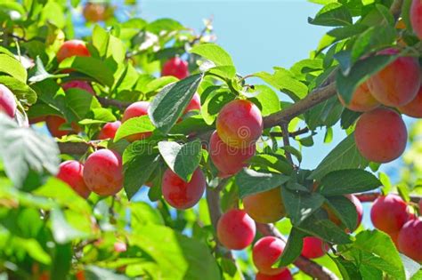 Ciliege Susine Rosse Della Mirabella Syriaca Di Prunus Domestica