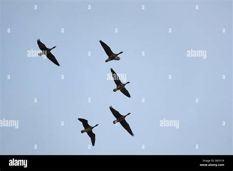 Wild Geese Flying Stock Photo - Alamy