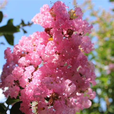 Lagerstroemia Indica Soir D Et Lilas Des Indes Touffe En Pot De