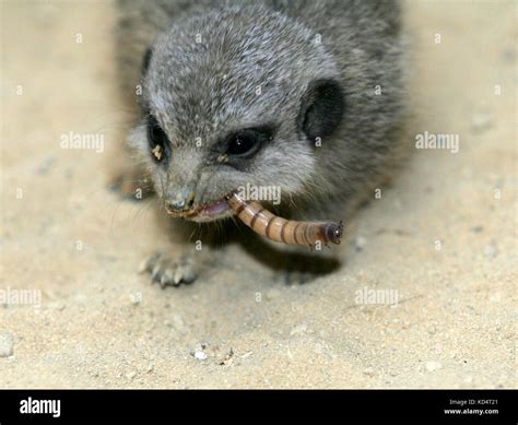 Meerkats eating hi-res stock photography and images - Alamy