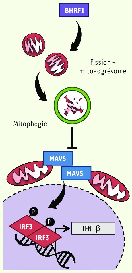 La Mitophagie Induite Par Bhrf Est L Origine De L Inhibition De La