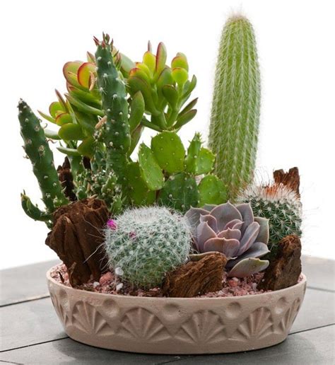 The Cactus and Succulent Care Guide – Little Spikes Online